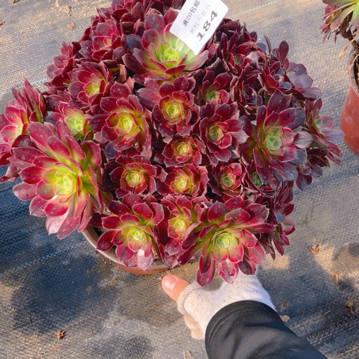 W*184安娜断枝法师多肉断枝不售后