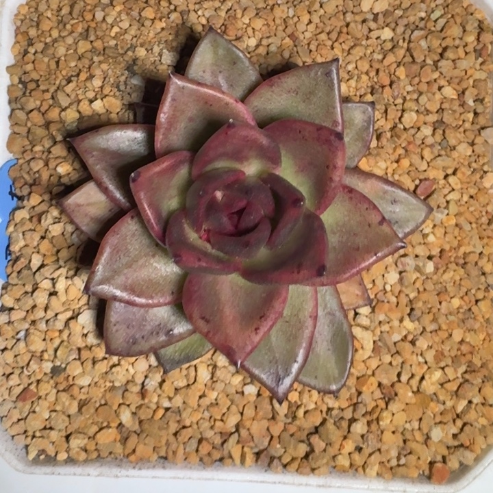 东云杂 单头 一物一拍