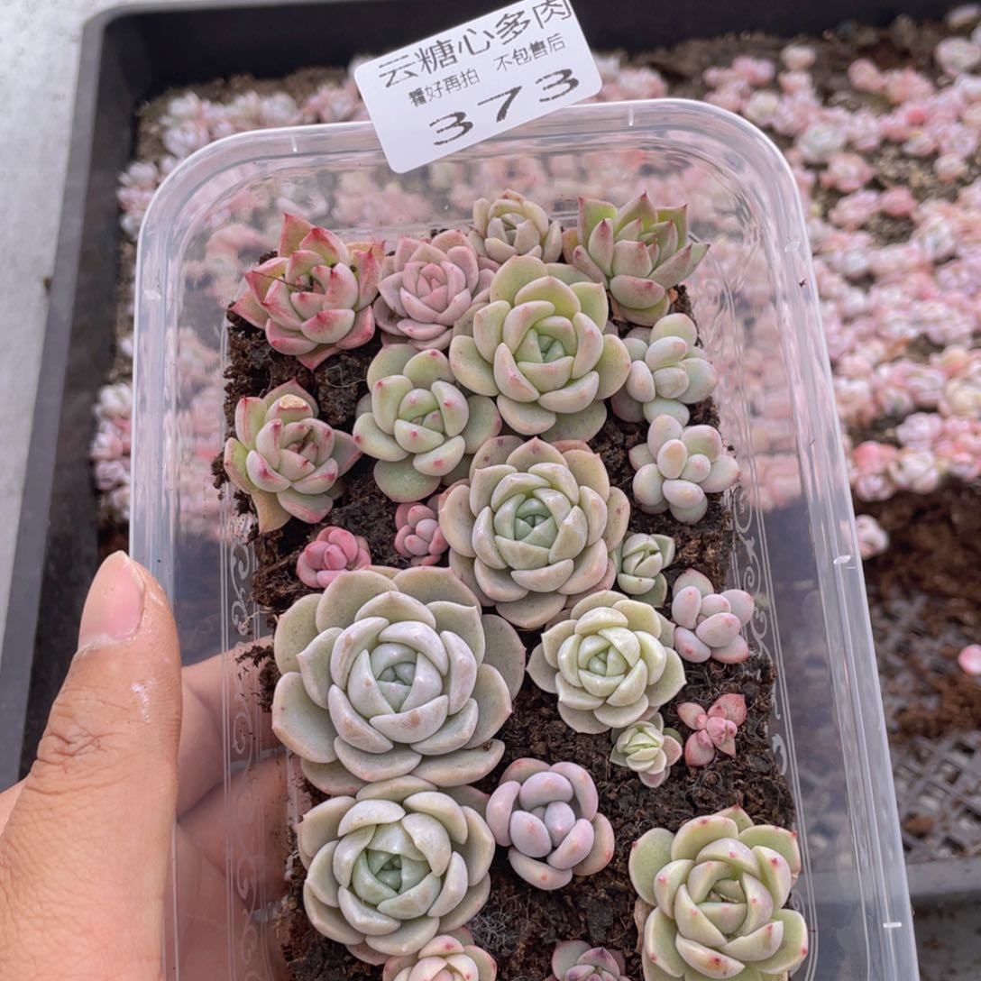 云糖心多肉植物373
