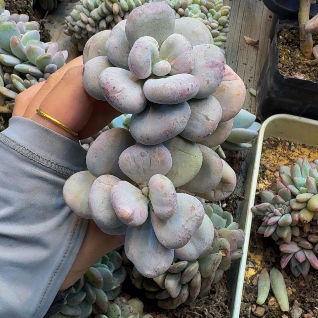 巧*?哈哈哈哈哈哈哈哈哈哈哈