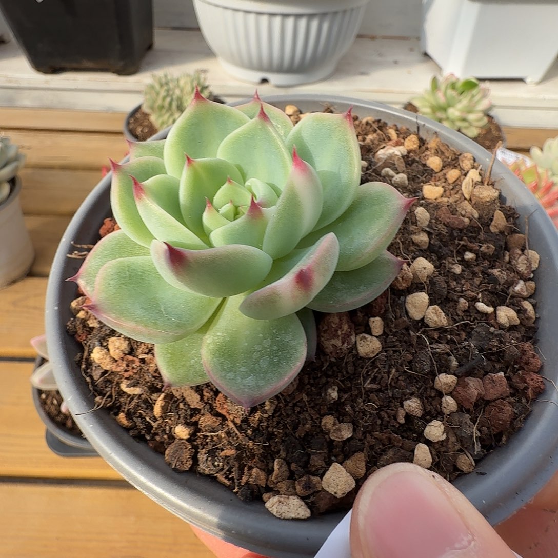 蓝龙杂拉丝锦111212-150