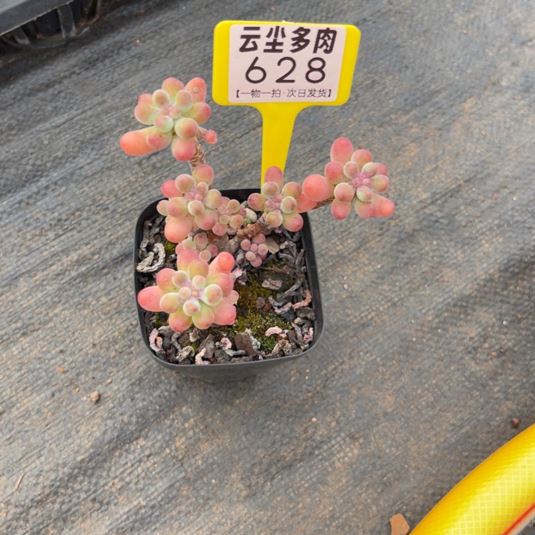 云尘多肉一物一拍628