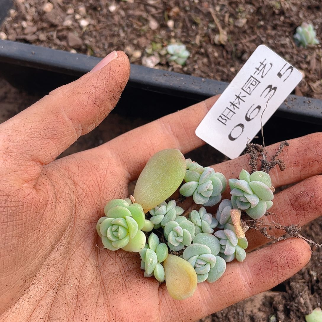 多肉植物多肉植物635