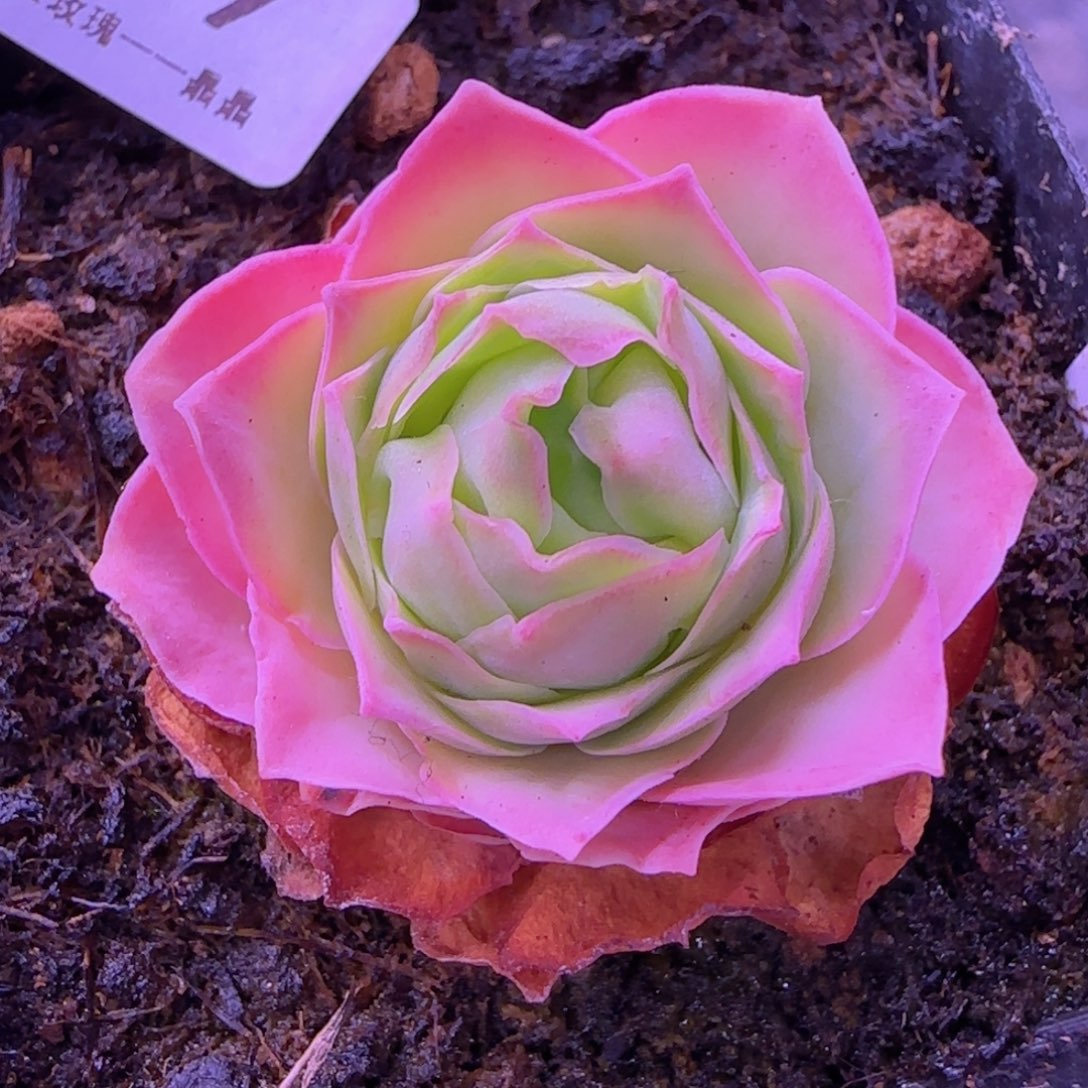 魅影玫瑰七方杯-879