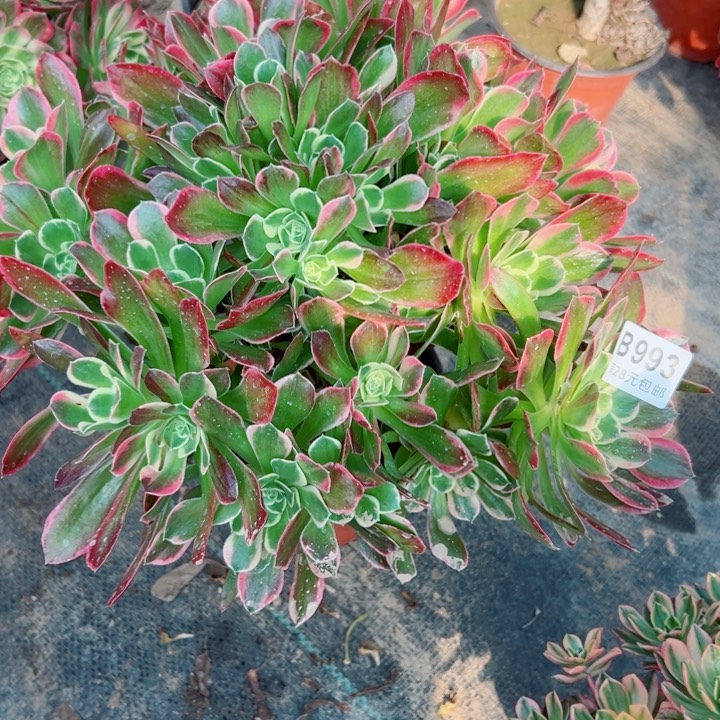 993雨花石多肉植物