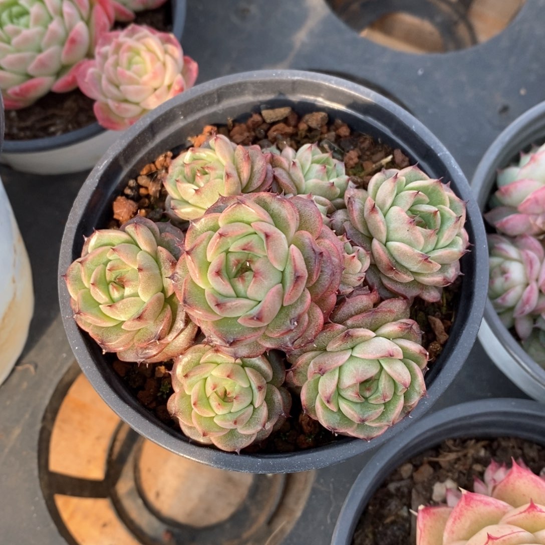 精品多肉一物一柏不包整13