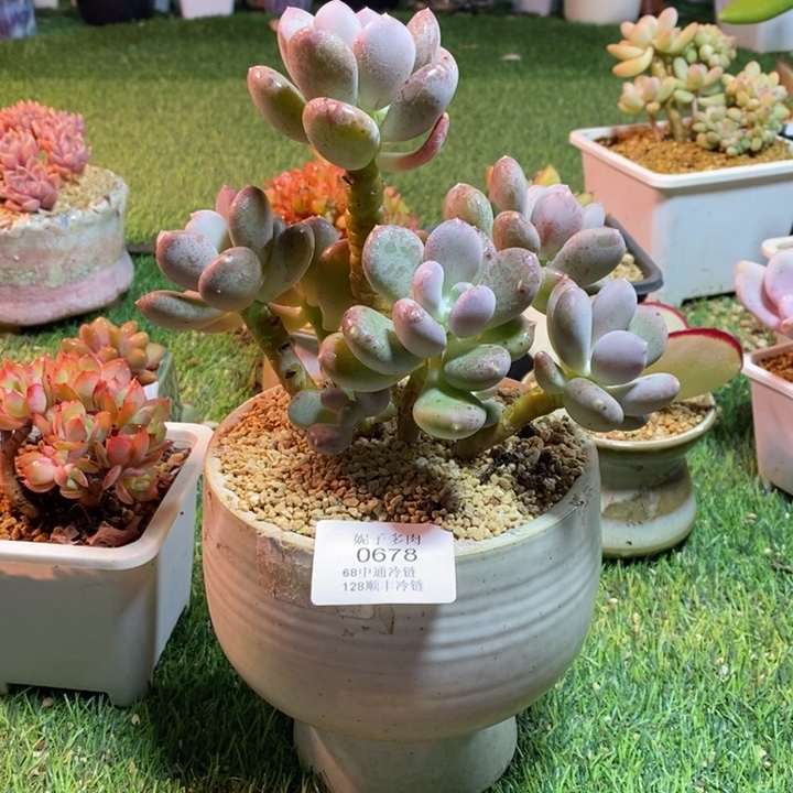 0678啊啊啊啊啊啊啊啊啊啊