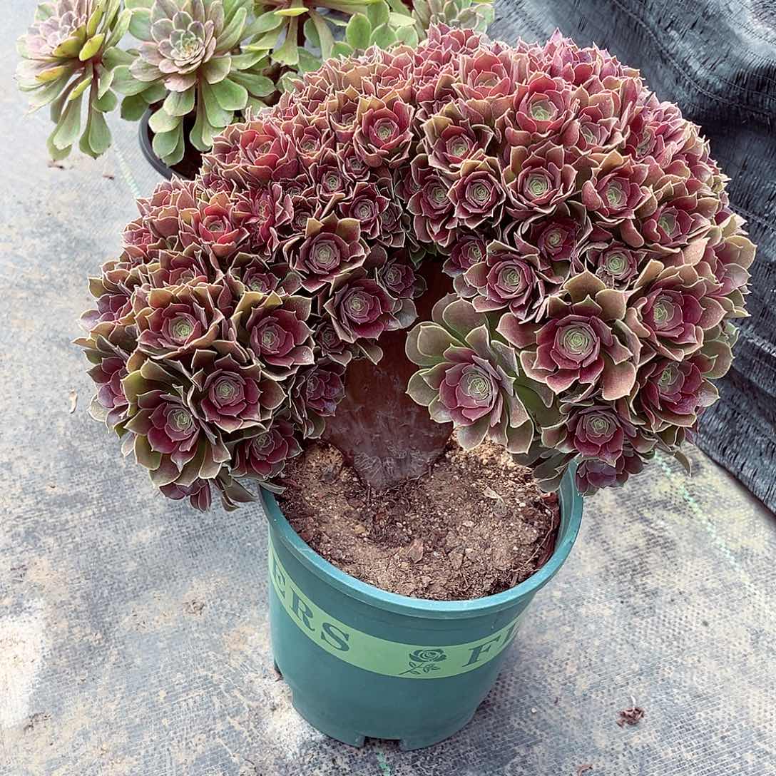 法师缀化哈哈哈哈