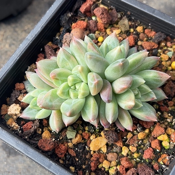 美人特价一物一拍