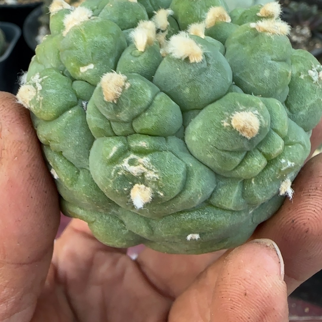 无花朵落地超大尤肌肉无根