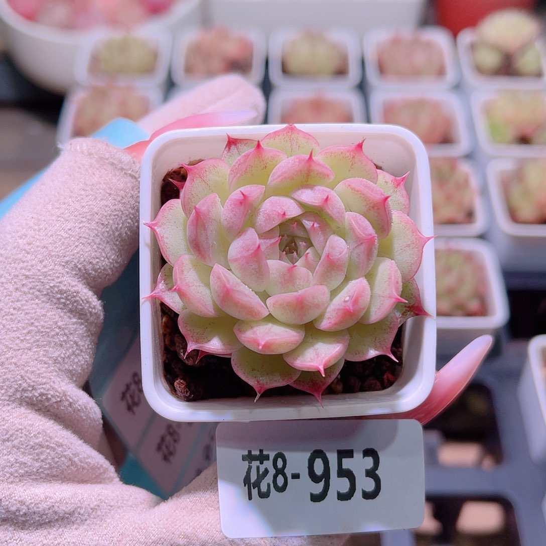 花利美8-953海王