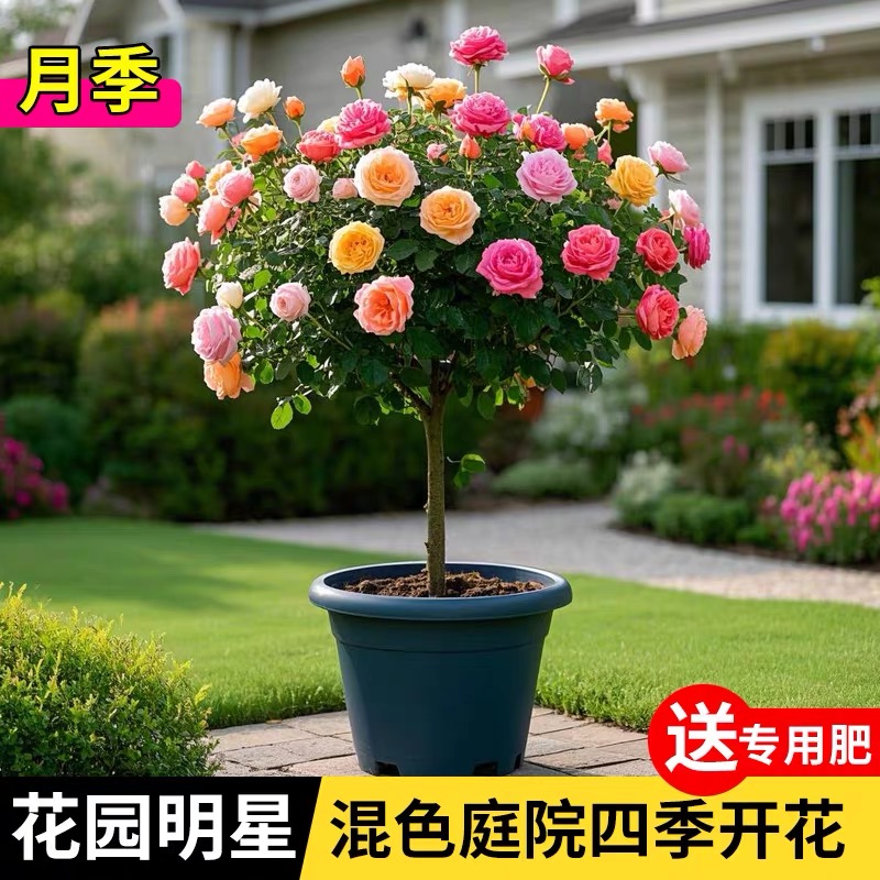 嫁接棒棒糖树桩月季花苗室外庭院四季开花植物盆栽绿植玫瑰花树苗