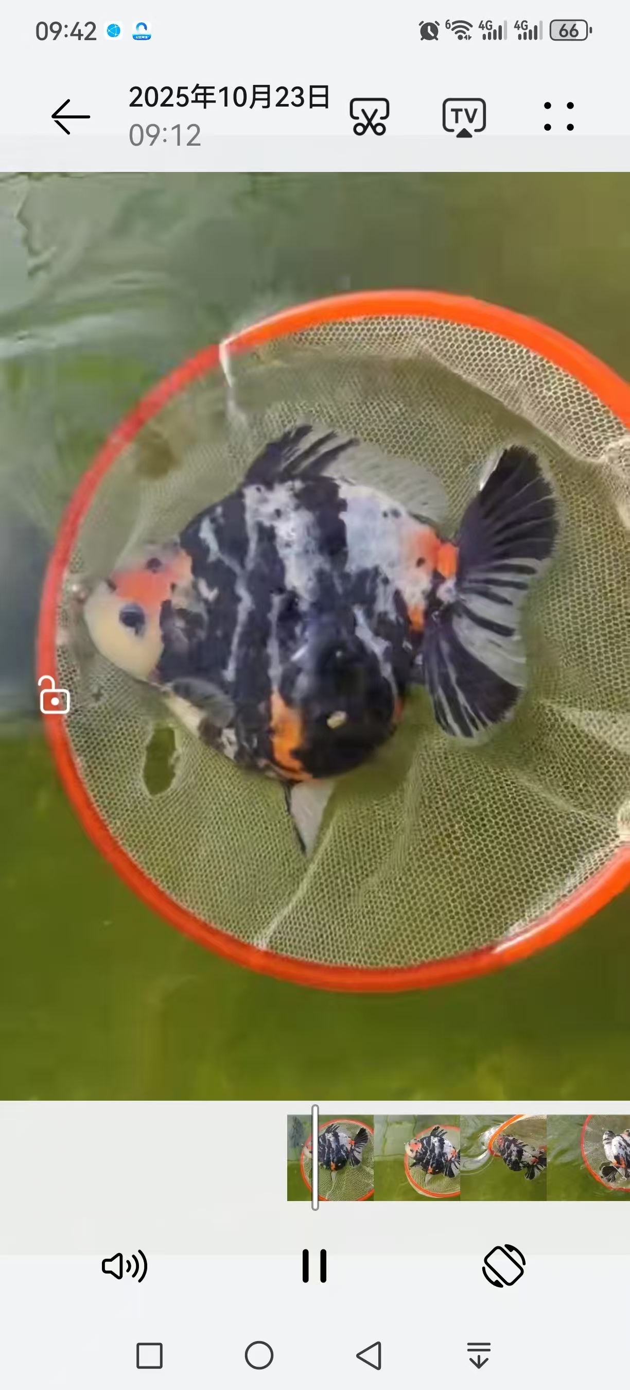 泰狮金鱼冷水观赏鱼