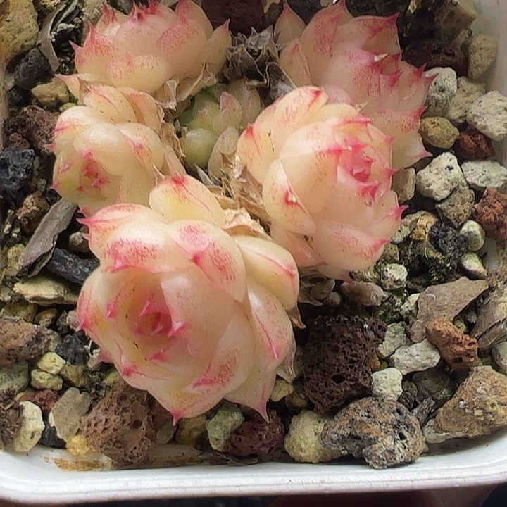 麦秆09六头不包整