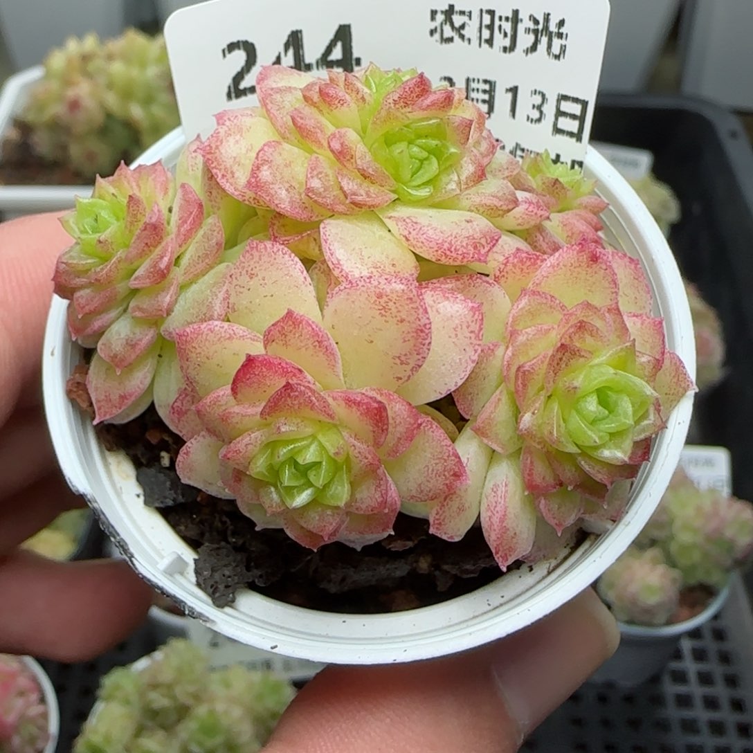 0213-244优选麦秆