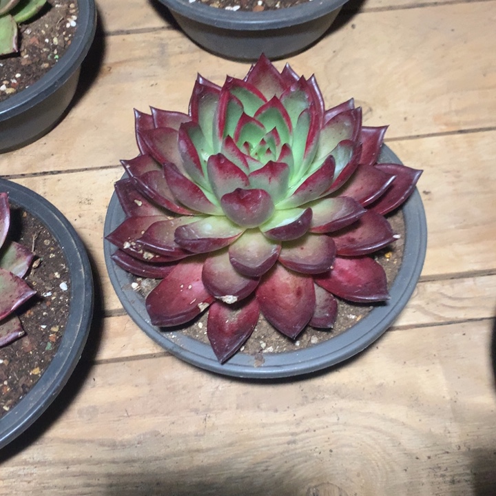 爱***智有伤特价活动开始啦