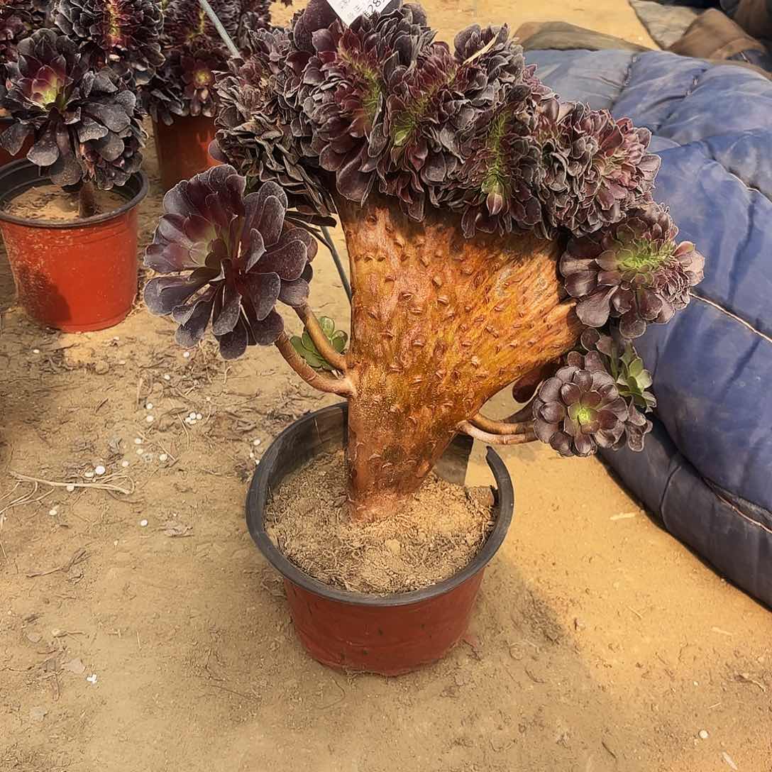 801欧子缀多肉植物 有断头