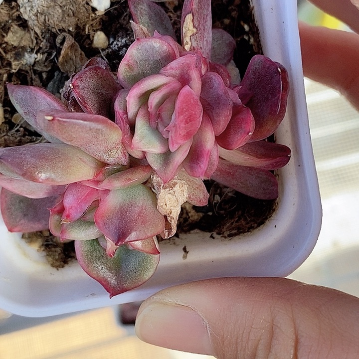 红舞锦一物一拍，