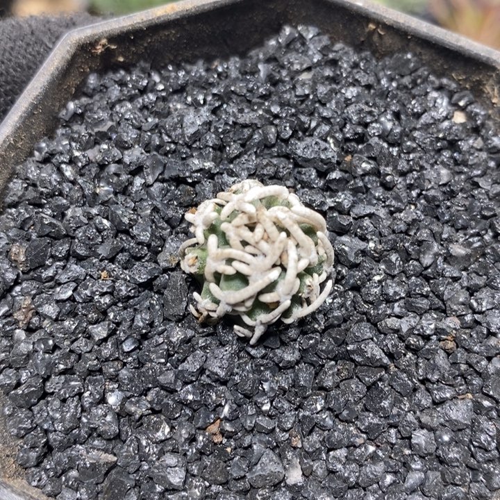 自根飞鸟159号1.7cm