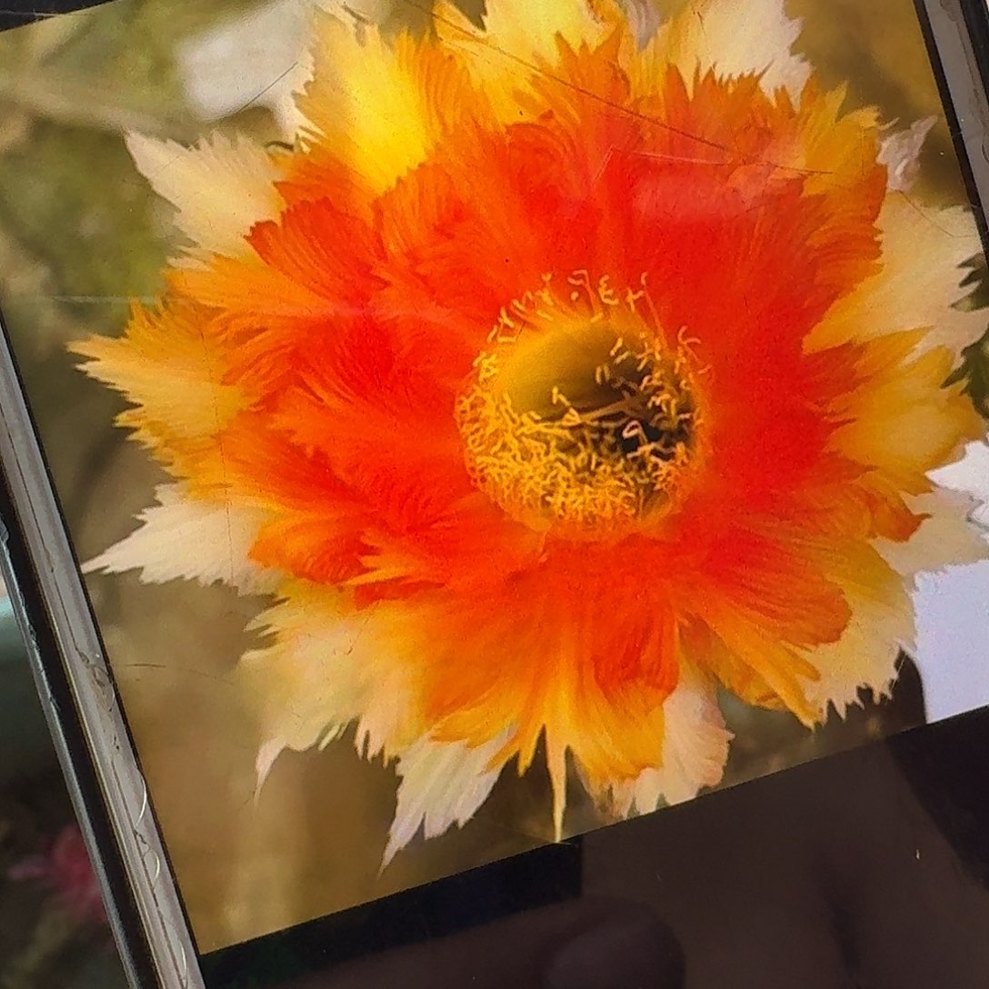 魔羽彩草侧芽4公分仙人球