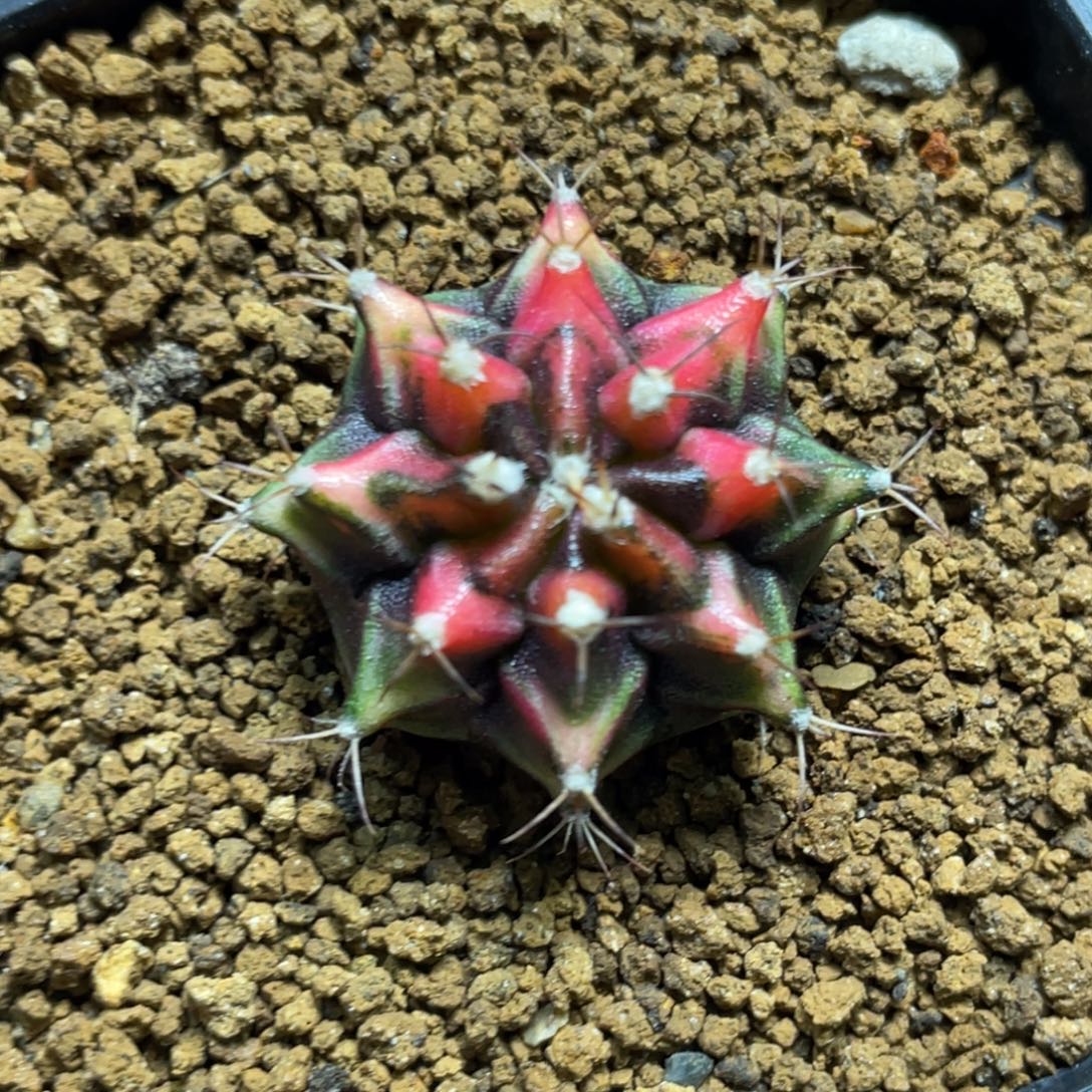 当前无花朵，栽培后可花朵红虎斑规律三角V背锦