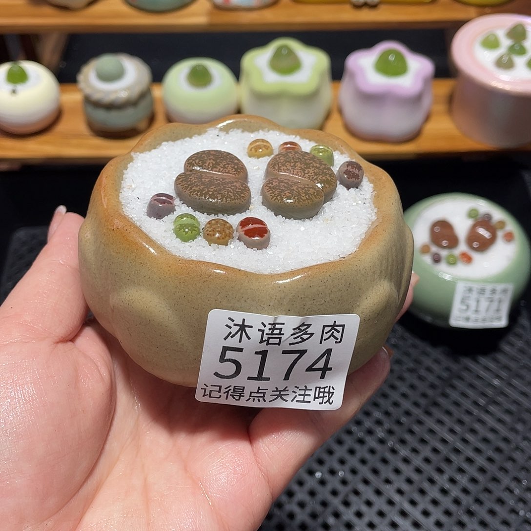 带盆土植物 一物一拍5174