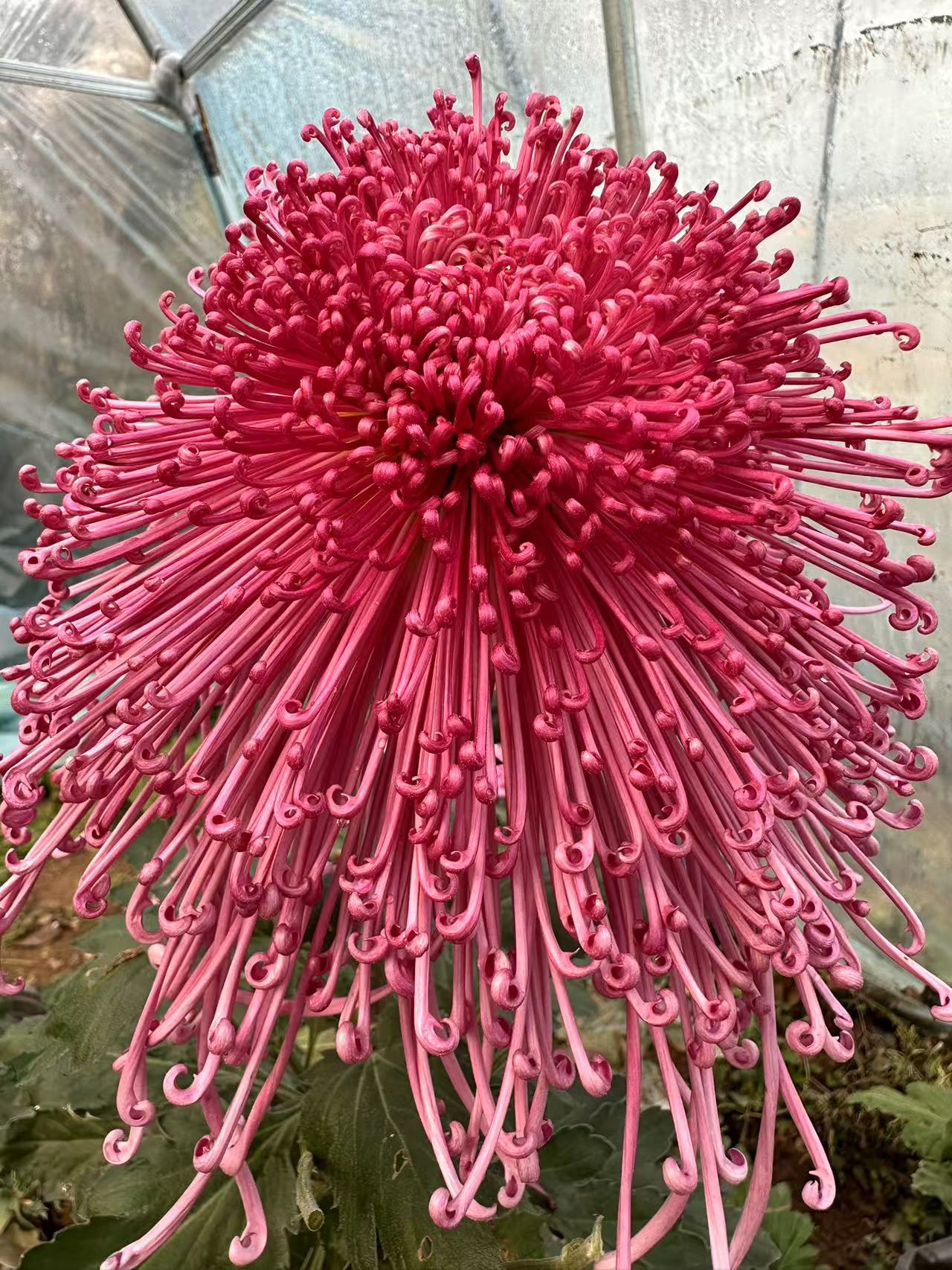 【泉乡烈火】大花富贵菊花盆栽九月菊 开花漂亮耐寒