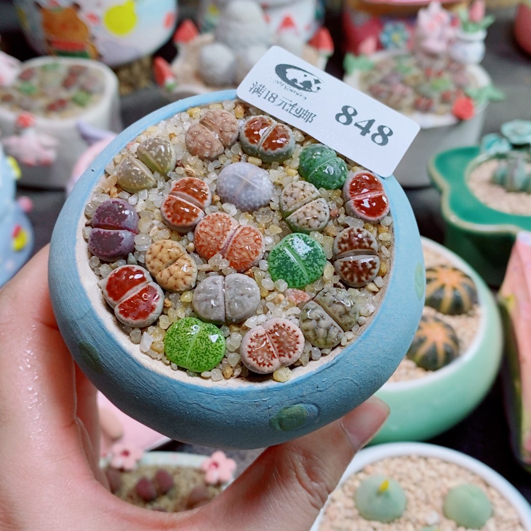 生石花花花花花花花848