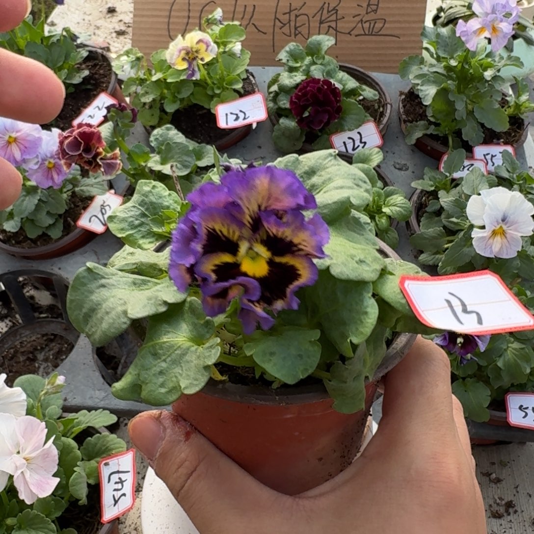 大部分花苞少量开放13