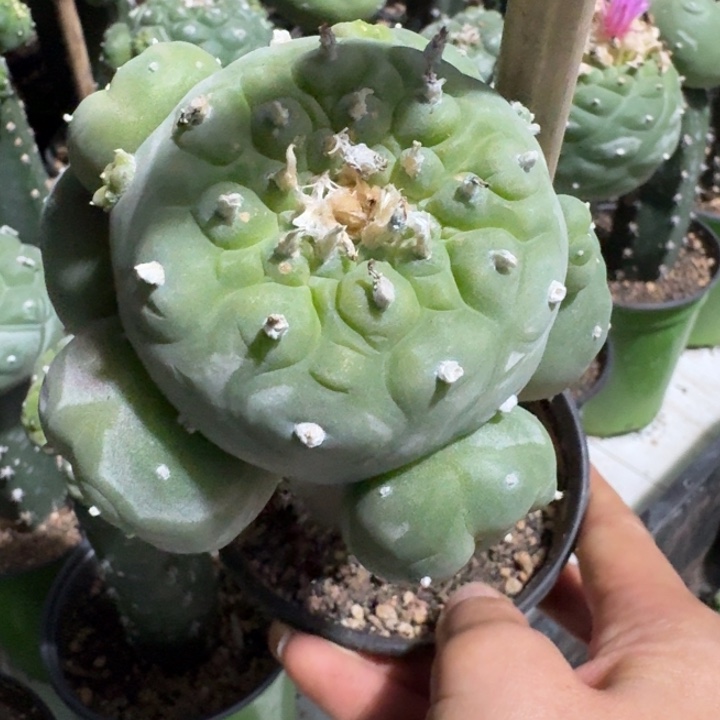 小优群苗接246仙人球