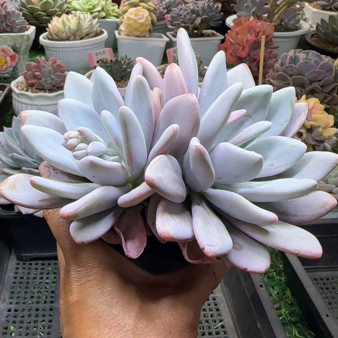 锦安精品多肉植物247