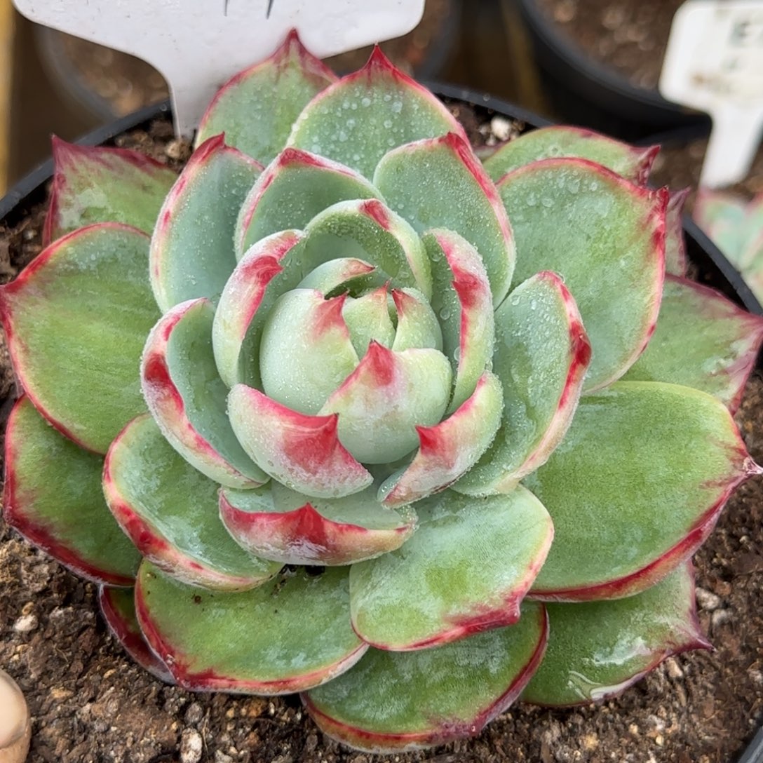 惊鸿一物一拍包装收缩花旱277