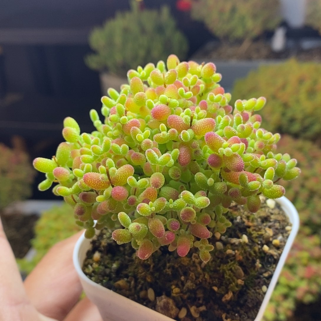 316号蜜橘糖球枝干多肉