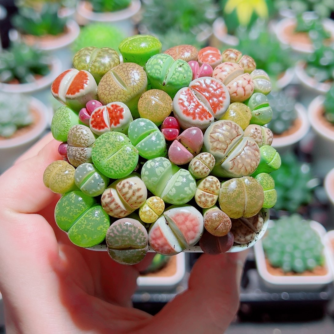 生石花带白盆种好