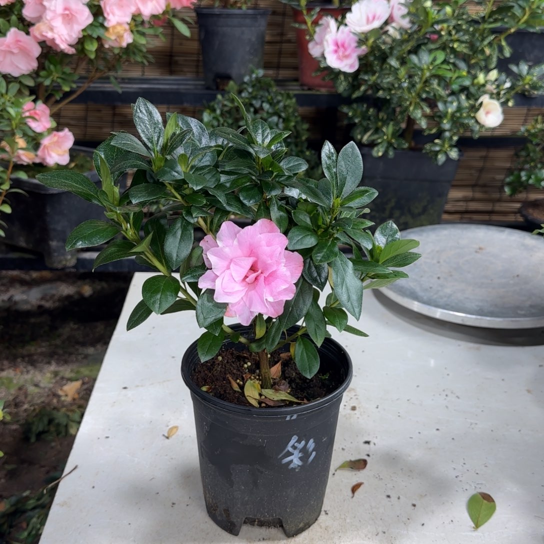 曼***完全开放杜鹃花杜鹃花