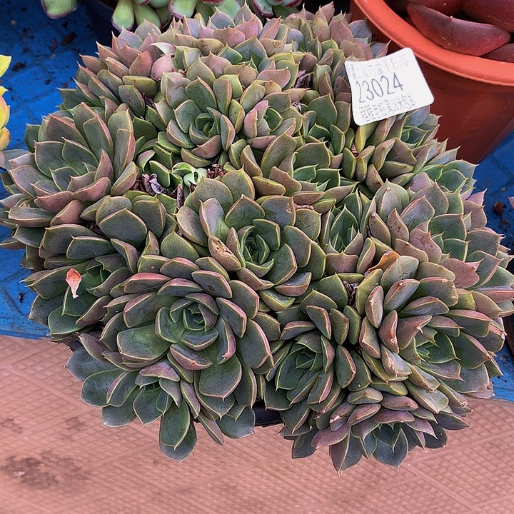 咖***语玫瑰夫人23024多肉多肉