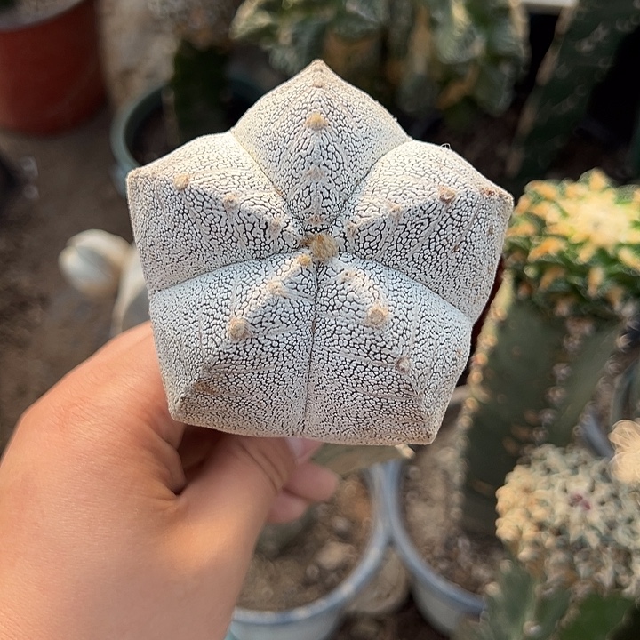 8×11大恩冢仙人球848