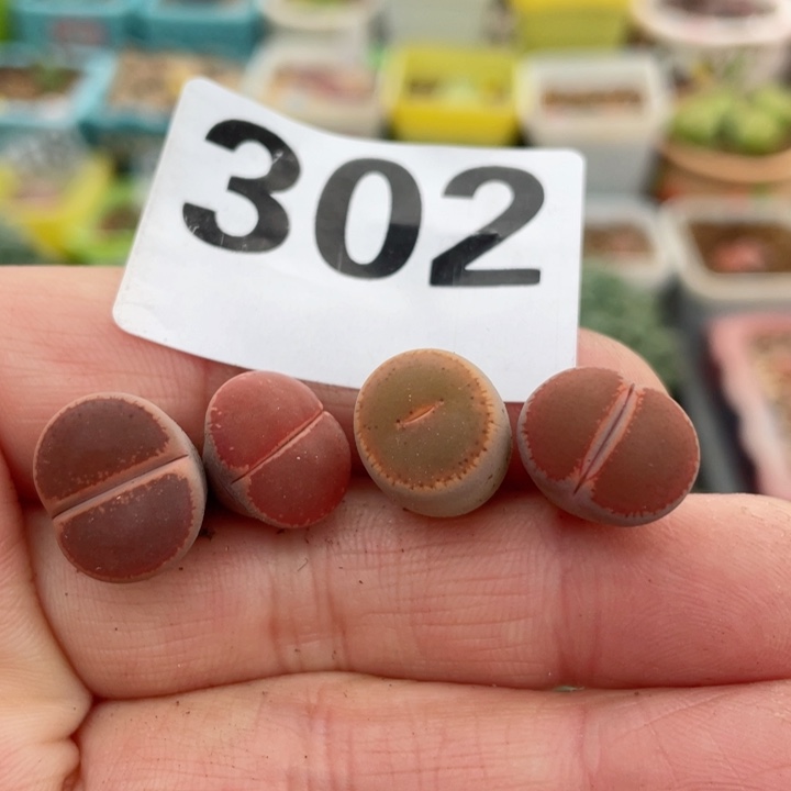 302ko四颗l l l l l l