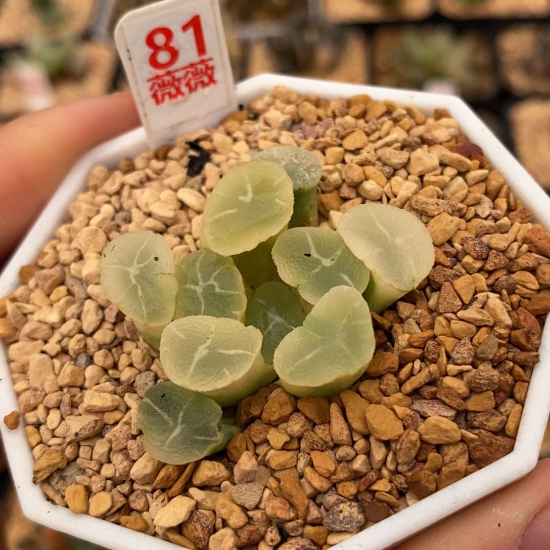 81糊斑万象多肉植物
