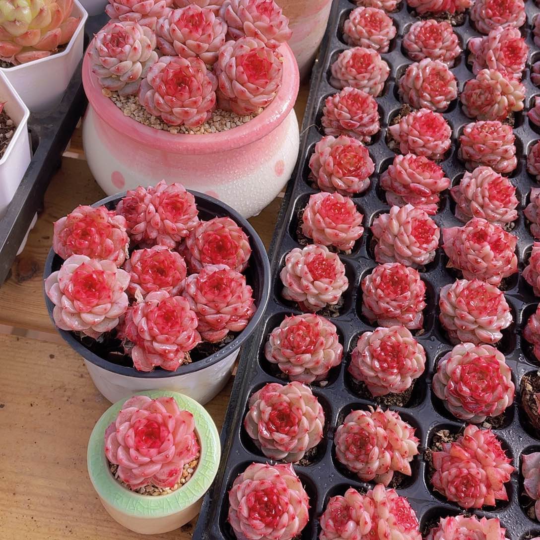 量拍72号 糖心天鹅绒单头双头混发7个