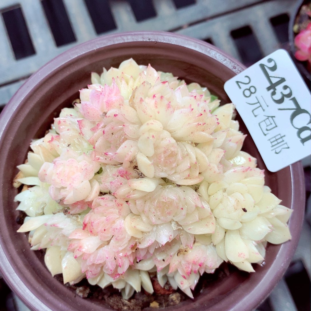 5厘米盆精控多肉2437