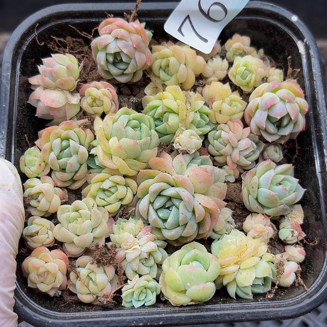 多肉植物多肉植物76