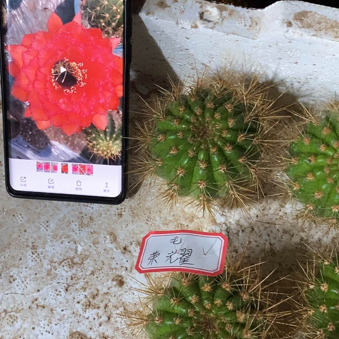 毛 荣耀/侧芽歪20包邮/6公分