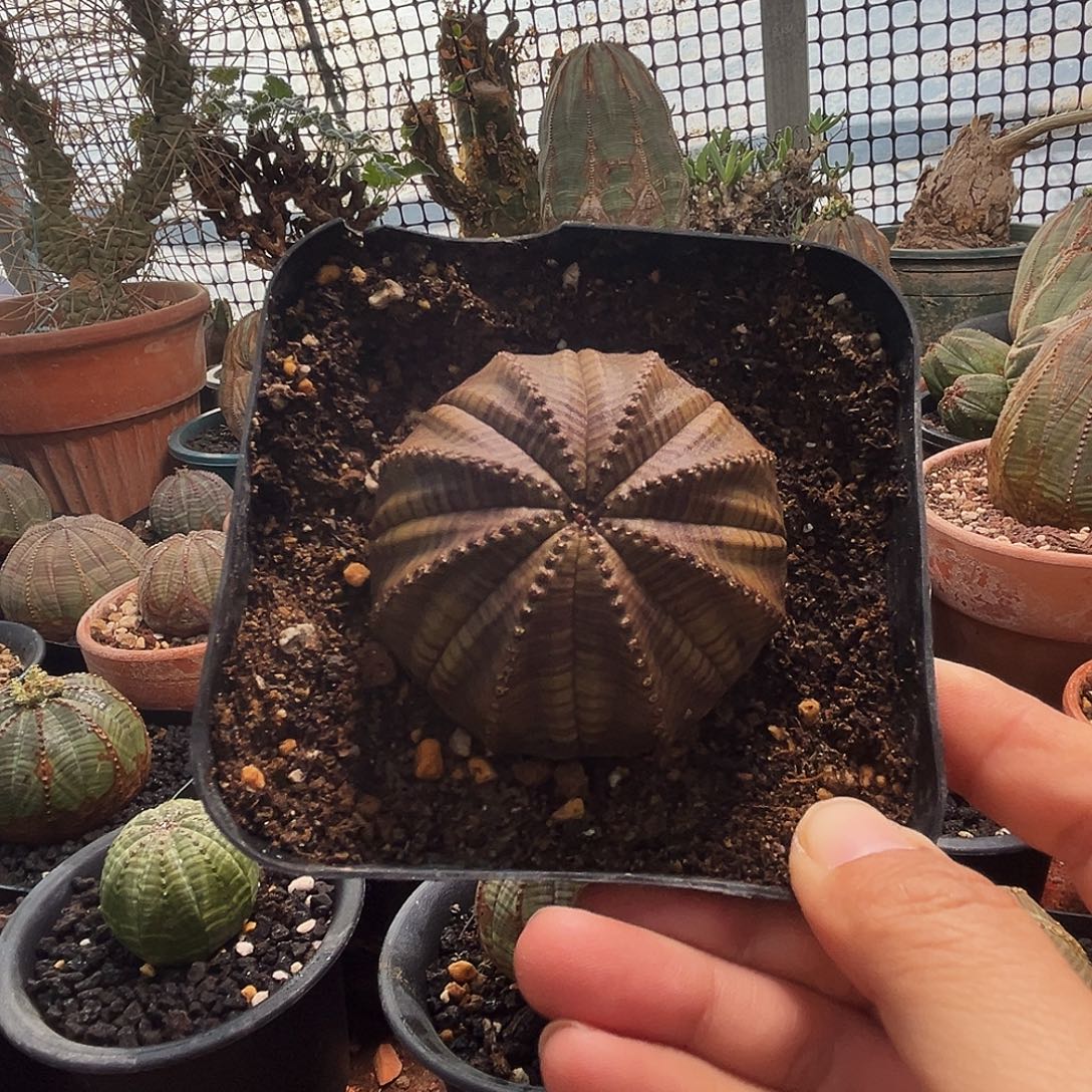 黄咖色植物特殊性，拍下不退不换