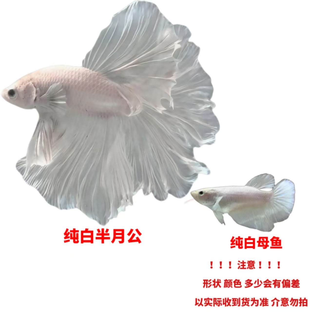 斗鱼小型耐养冷水热带观赏鱼懒人桌面宠物淡水活鱼