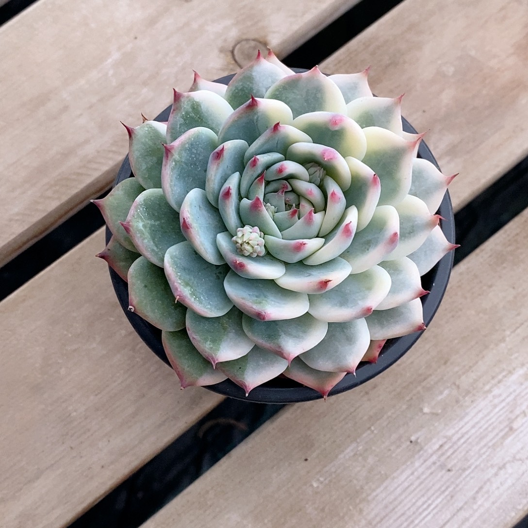 吉娃娃锦多肉的老桩阴阳锦