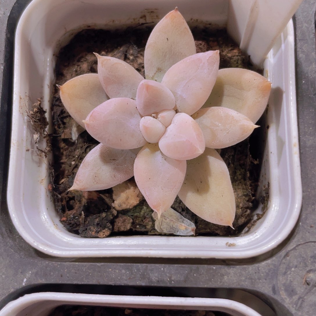 杜里万e077一物一拍