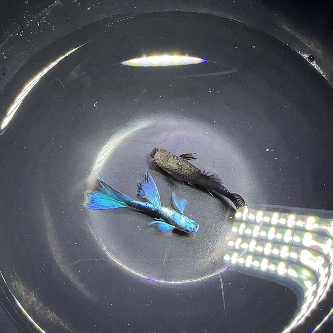 孔雀鱼亮背蓝礼服飞船一对