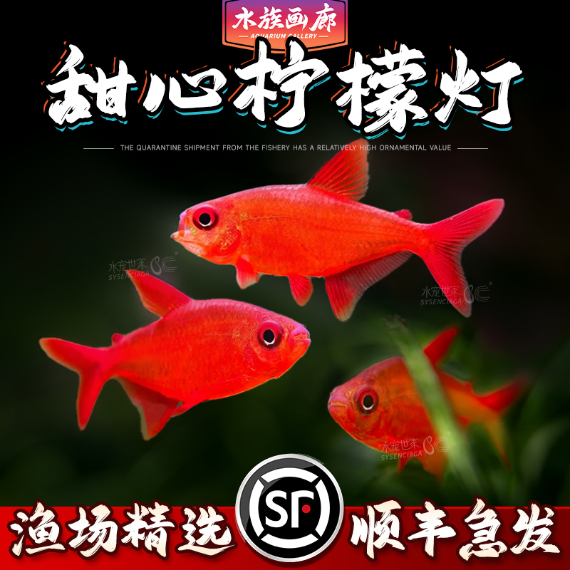 【双12直播活动】南美稀有甜心柠檬灯鱼灯科观赏鱼饲养活体鱼
