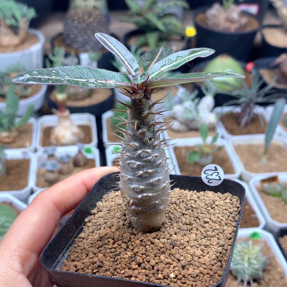 E**O凯蒂棒槌带盆多肉